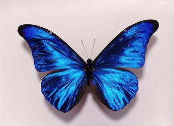 Mariposaimage